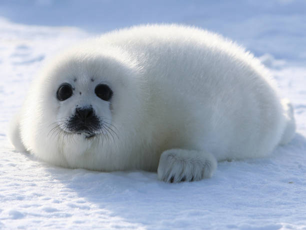 Cute Seal Names