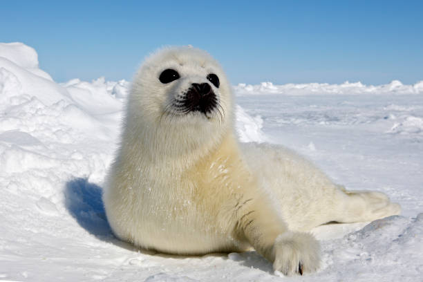 Harp Seal Names