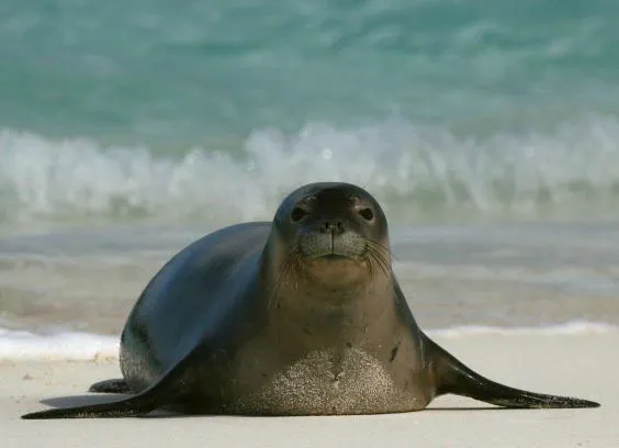 Famous Seal Names