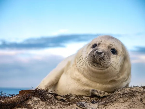 Girl Seal Names
