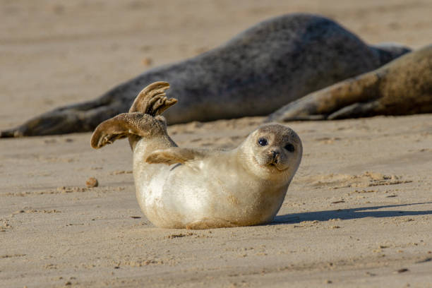 Boy Seal Names