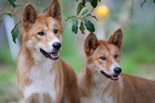 Cute Dingo Names