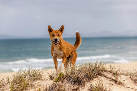 Cool Names for a Dingo