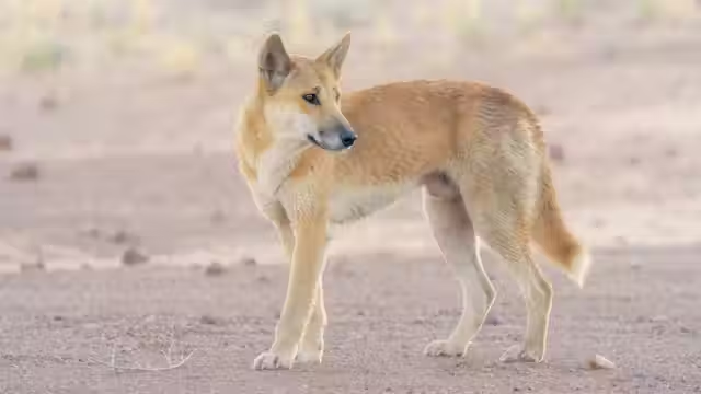 Popular Dingo Names