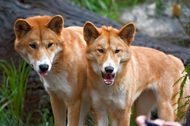 Funny Dingo Names