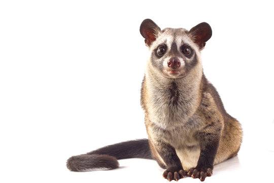 Cute Civet Names