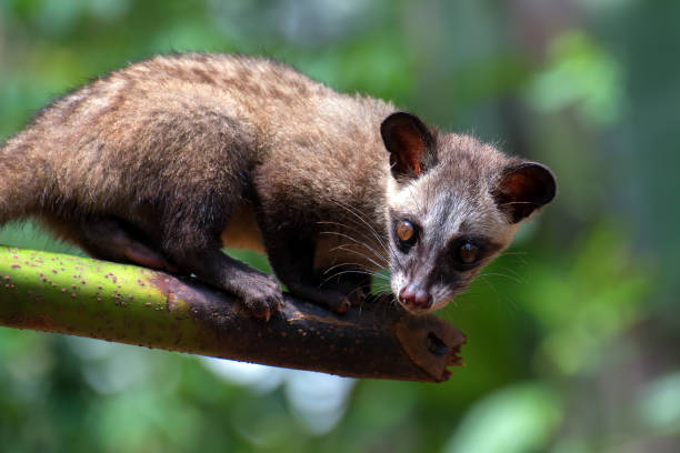 Palm Civet Names