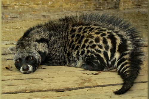 African Civet Names