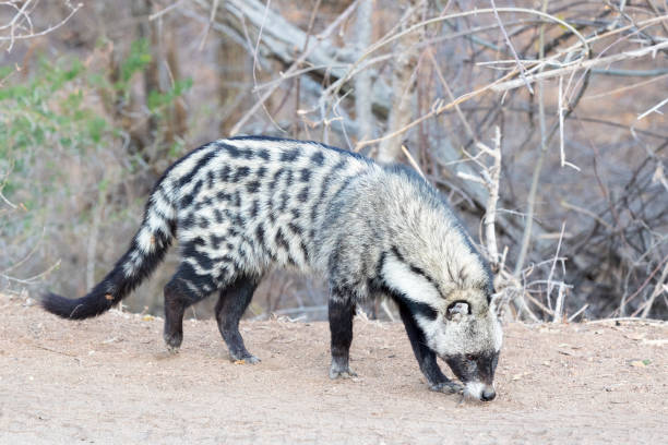 Best Civet Names
