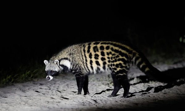 Badass Civet Names