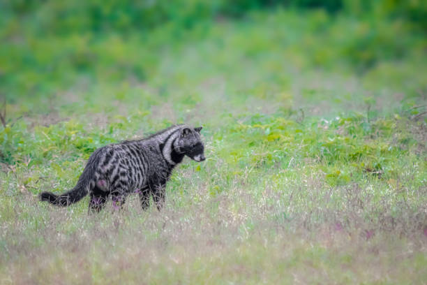 Unique Civet Names