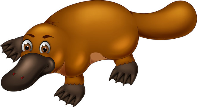 Cartoon Platypus Names