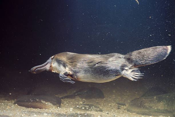Unique Names for a Platypus