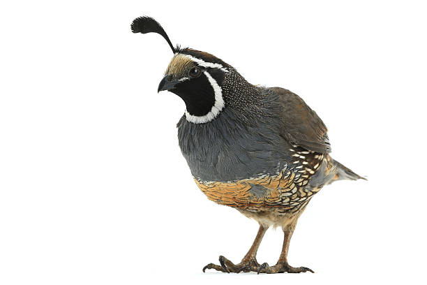 Good Quail Names