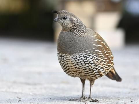 Girl Quail Names