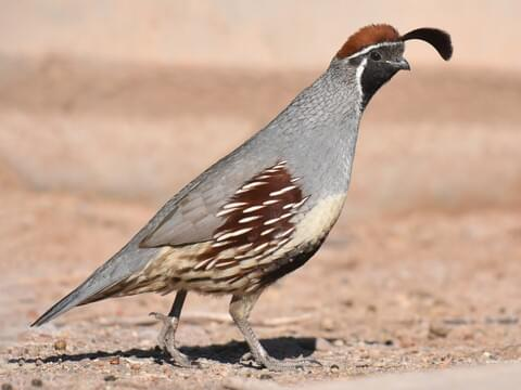 Names That Mean Quail
