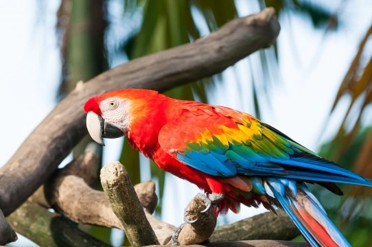 Best Macaw Names