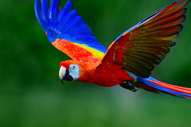 Cute Macaw Names