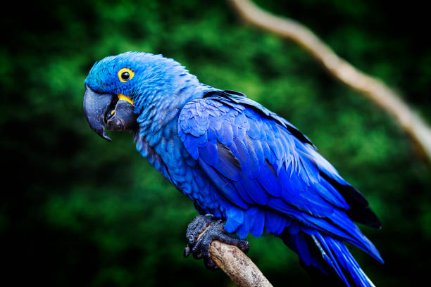 Good Hyacinth Macaw Names