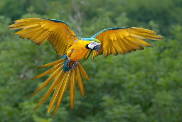 Female Macaw Names