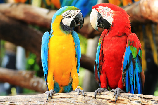 Unisex Macaw Names