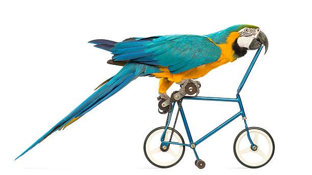 Funny Macaw Names