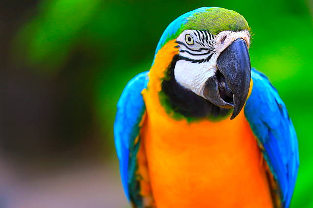 Unique Macaw Names