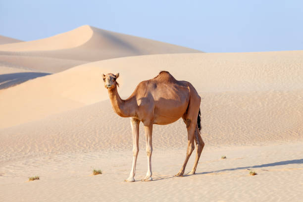 Good Camel Names
