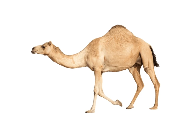 Arabic Camel Names