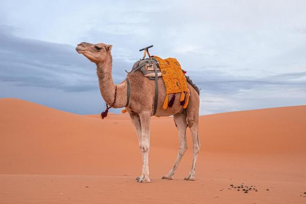 Camel Names That Start with C
