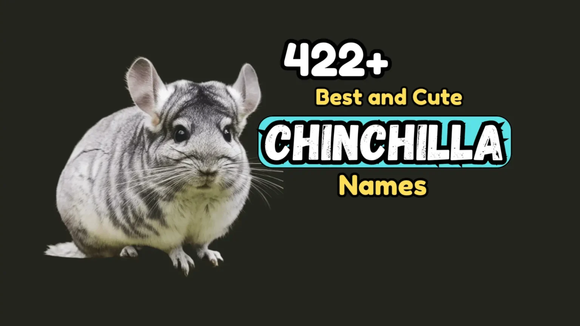 422+ Best and Cute Chinchilla Names