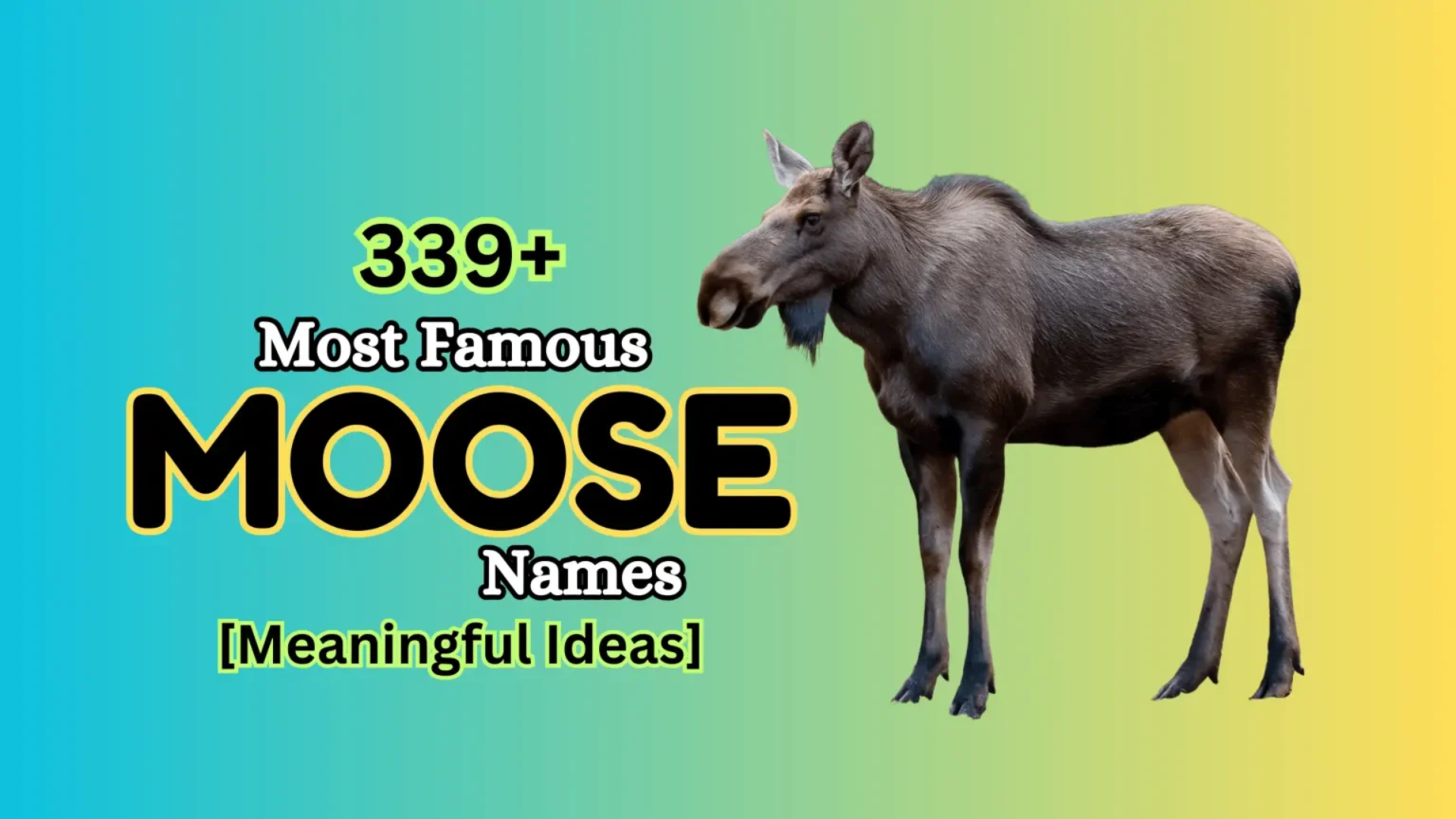 339+ Most Famous Moose Names [Meaningful Ideas]