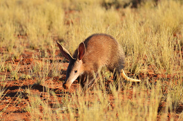 Good Names for Aardvark