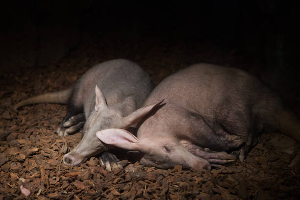 Aardvark Baby Names
