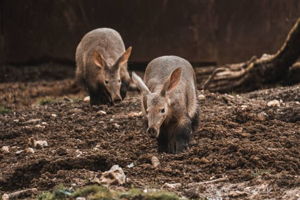 Aardvark Nicknames