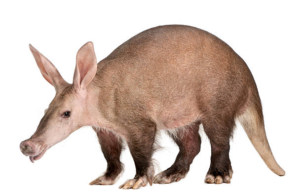 Names That Mean Aardvark