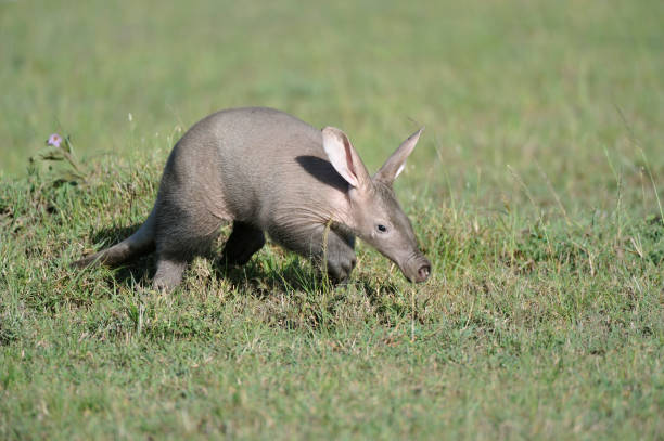 Famous Names for Aardvark