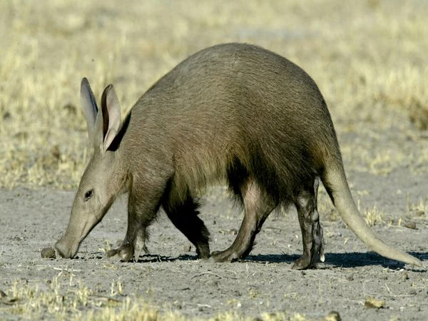 Aardvark Names in Other Languages