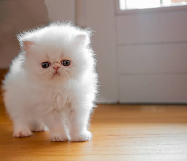 Baby Persian Cat Names