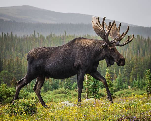 Good Names for Moose