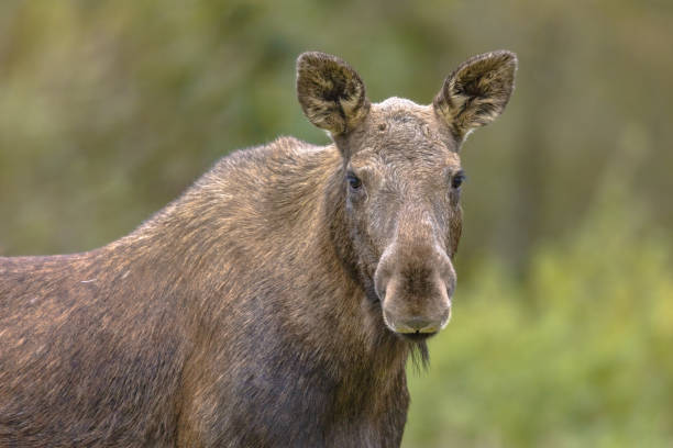 Girl Moose Names
