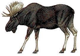 Pet Moose Names
