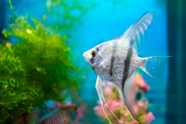 Good Angelfish Names