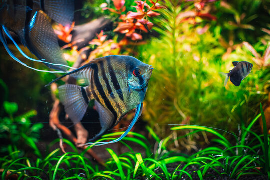 Unique Angelfish Names