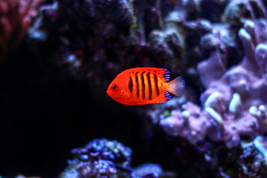 Flame Angelfish Names