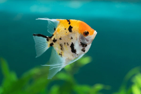 Male Angelfish Names