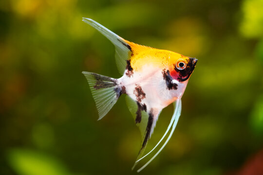Cool Angelfish Names