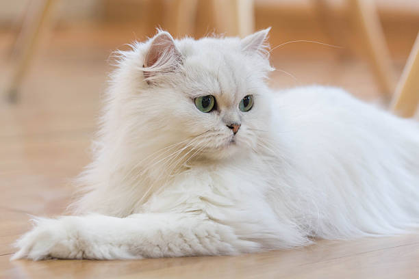 Top Female Persian Cat Names