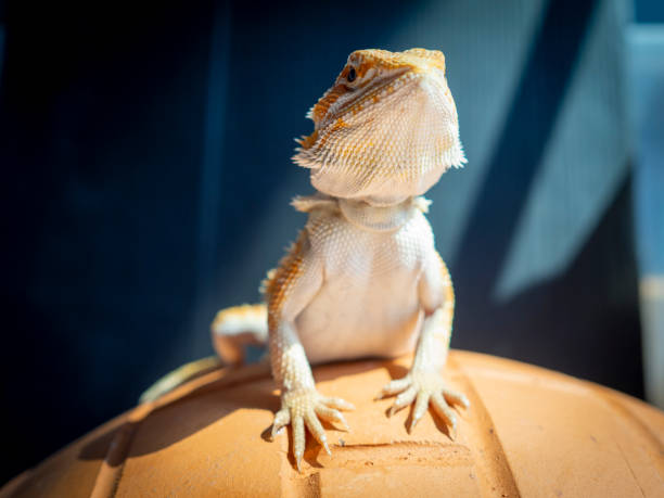 Silly Bearded Dragon Names