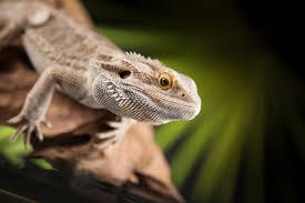 Adorable Bearded Dragon Names